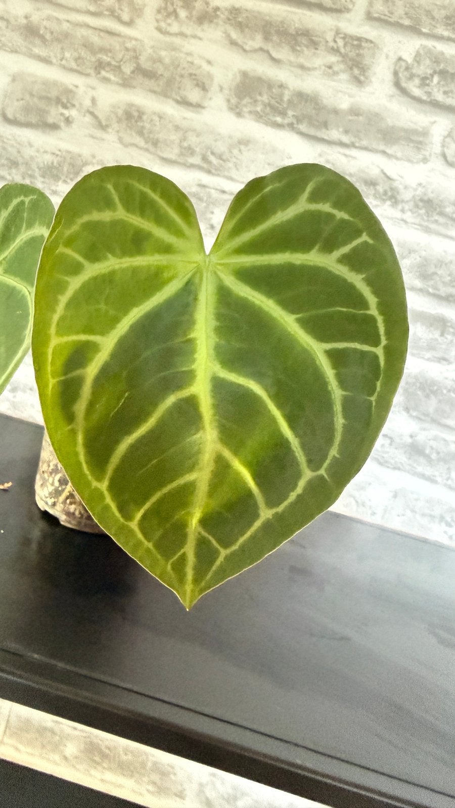 Anthurium Mag x Crystal, Huis en Inrichting, Kamerplanten, Ophalen