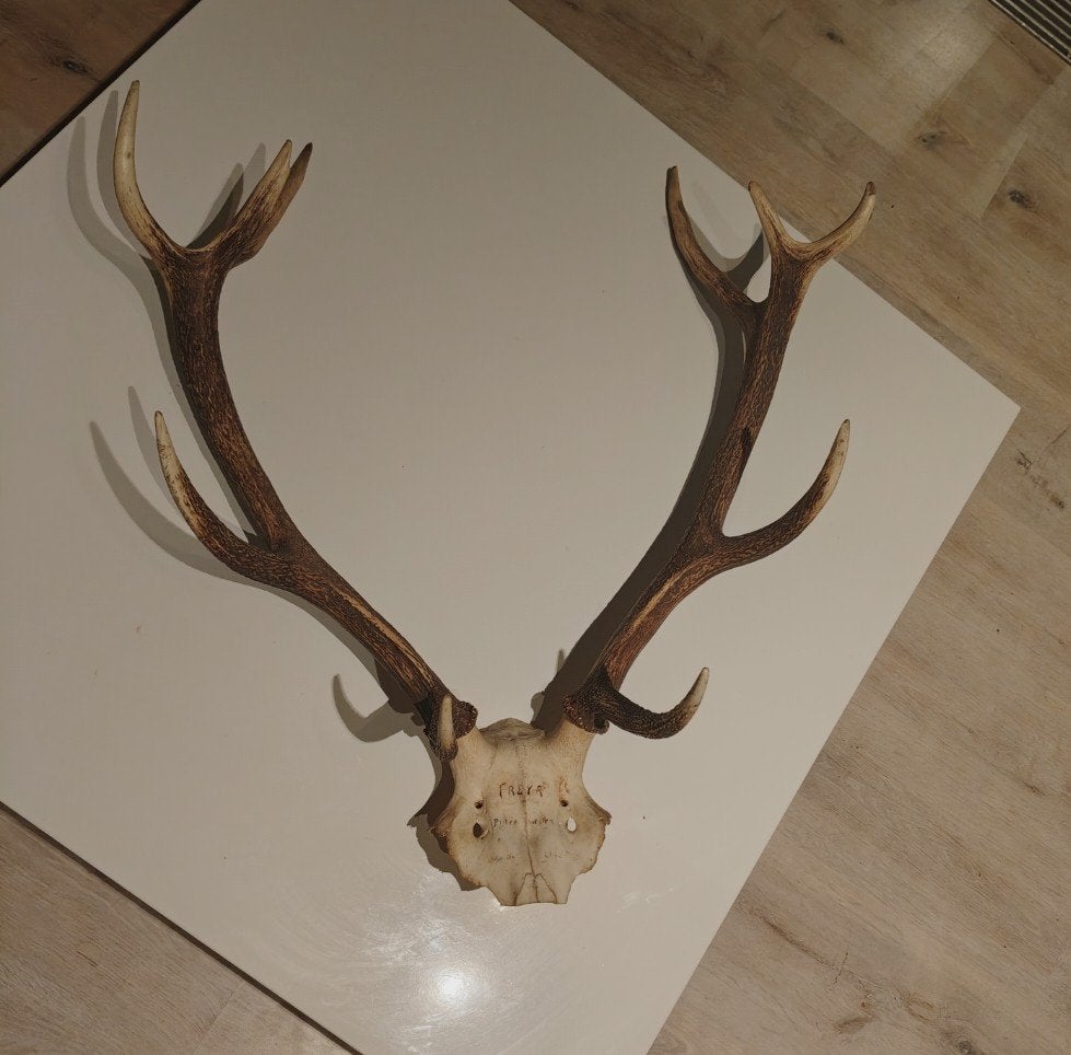 FREYR = 1988 Kroonjacht troffee Gewei Edelhert "Baron" Meise, Ophalen