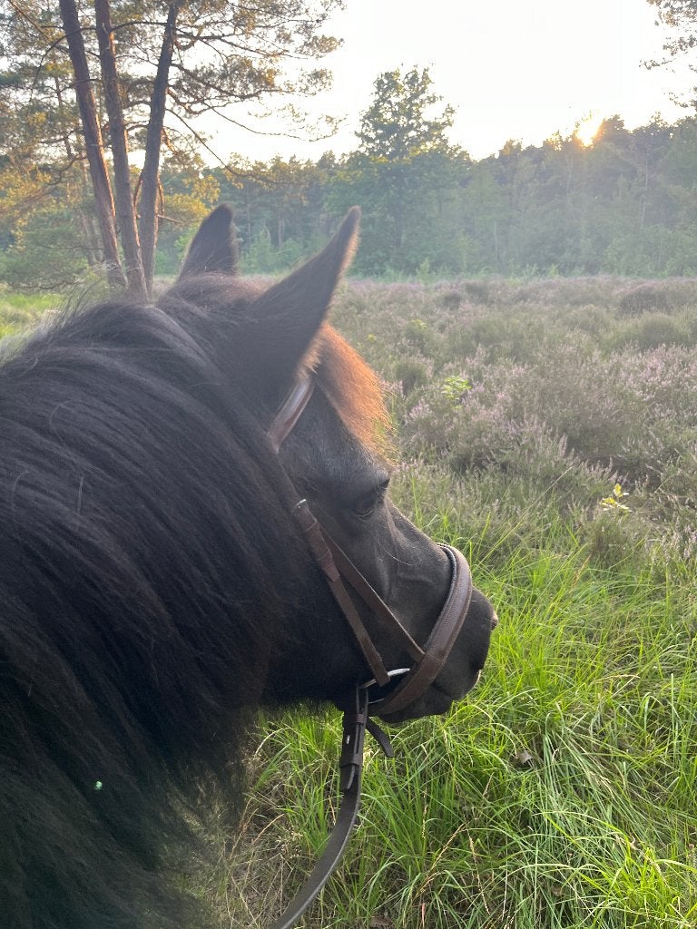 Weideplaats voor paard, 24/7 buiten, all-in/volpension, Animaux & Accessoires, Mise à l'étable, 1 cheval ou poney