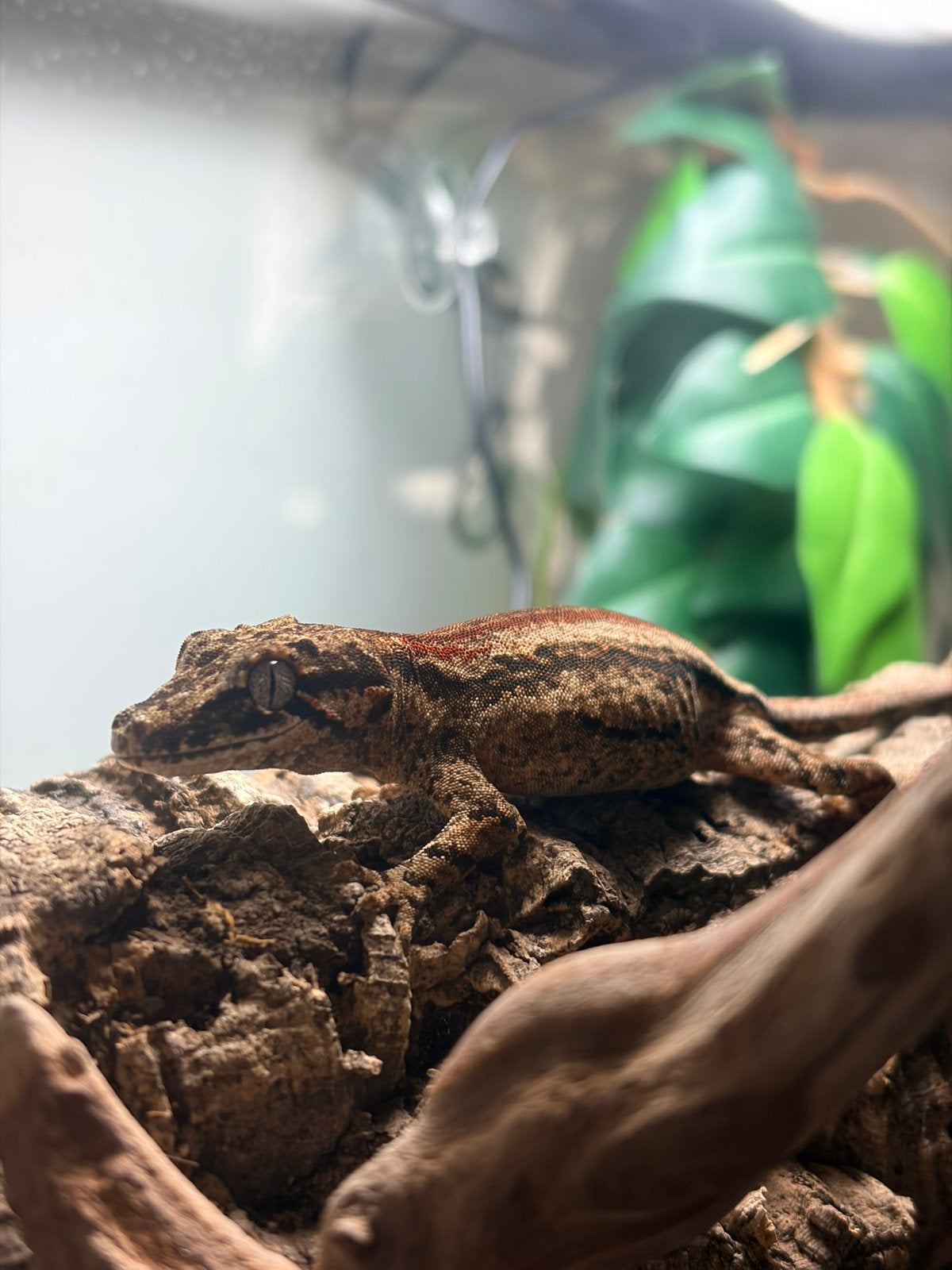 Gargoyle gekko - vrouwtje - +- 3 maanden jong, Dieren en Toebehoren, Reptielen en Amfibieën, Overige soorten, 0 tot 2 jaar