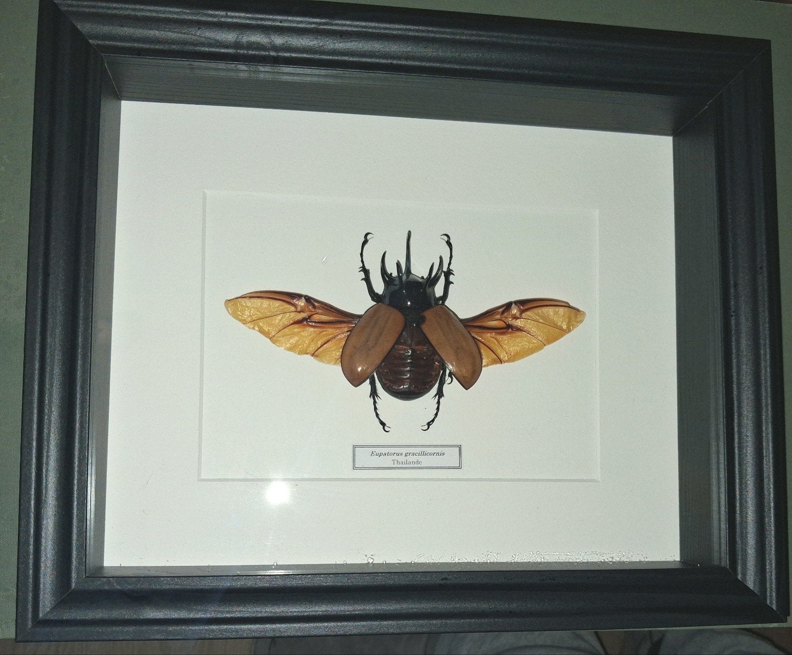boite entomologique Eupatorus gracillicornis de Thailande, Enlèvement ou Envoi