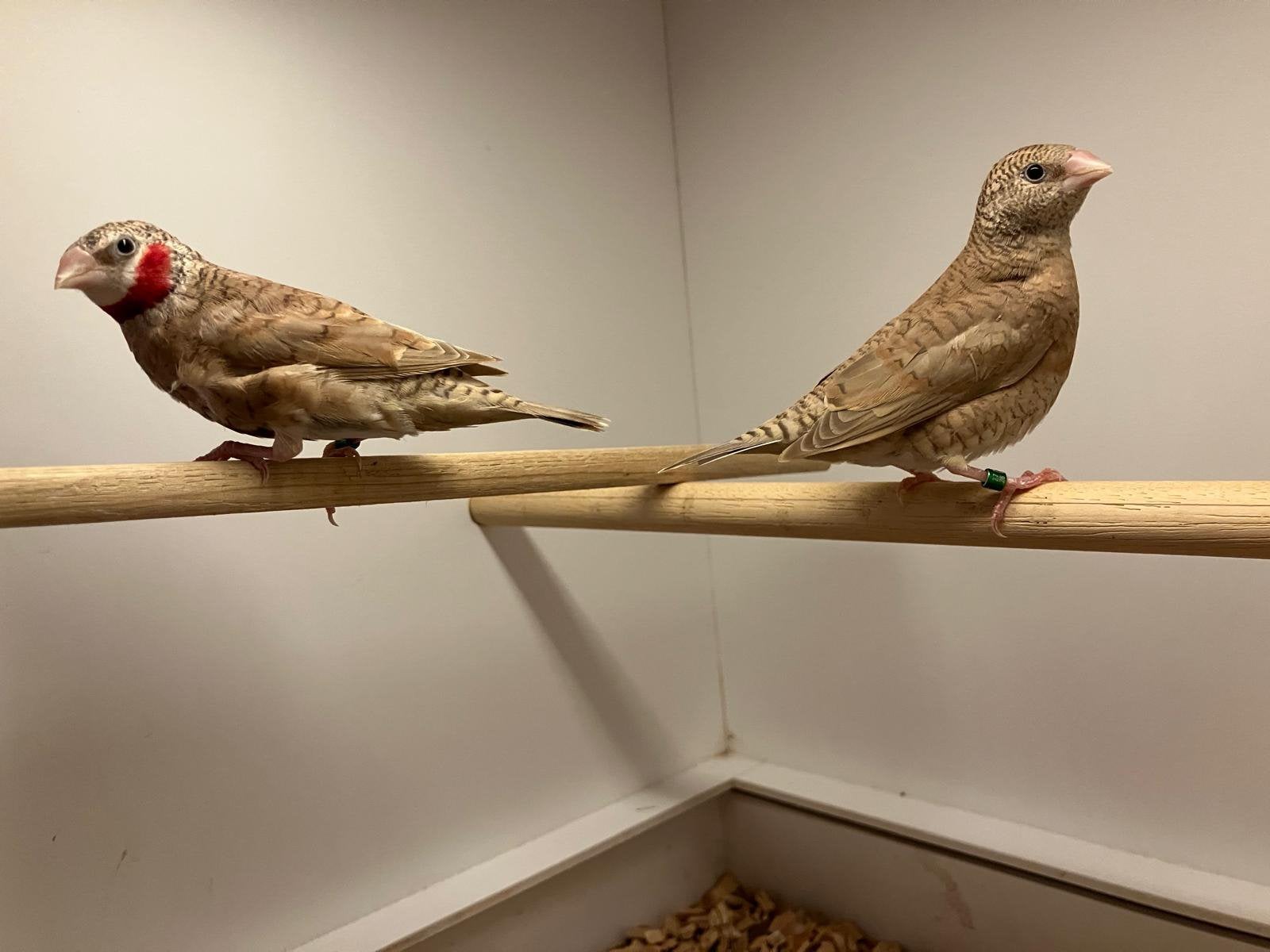 Kweekrijp koppel bandvinken, Dieren en Toebehoren, Geringd