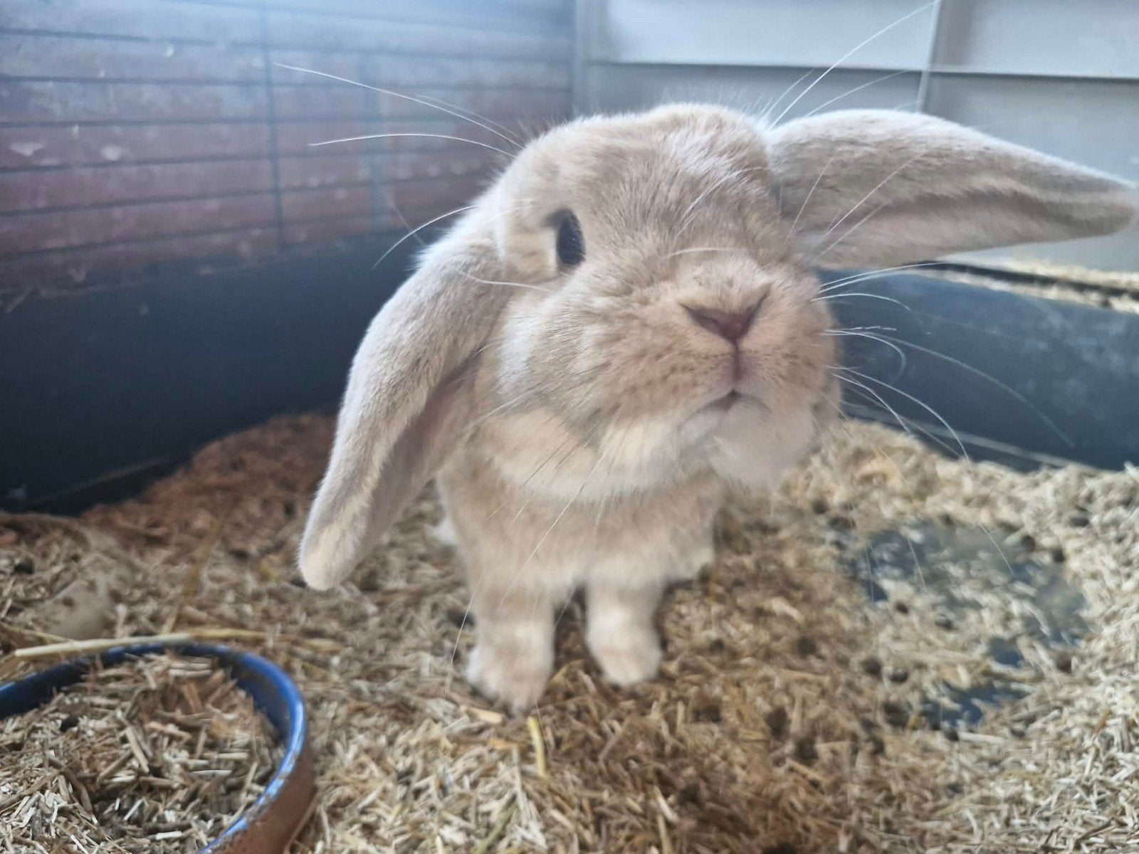 Nederlands hangoor konijn man, Dieren en Toebehoren, Konijnen, Hangoor