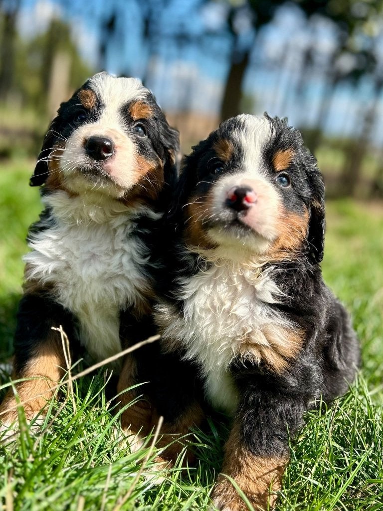 Beaux chiots des montagnes bernoises, Maladie de Carré (chiens), Swiss mountain, Plusieurs, Belgique