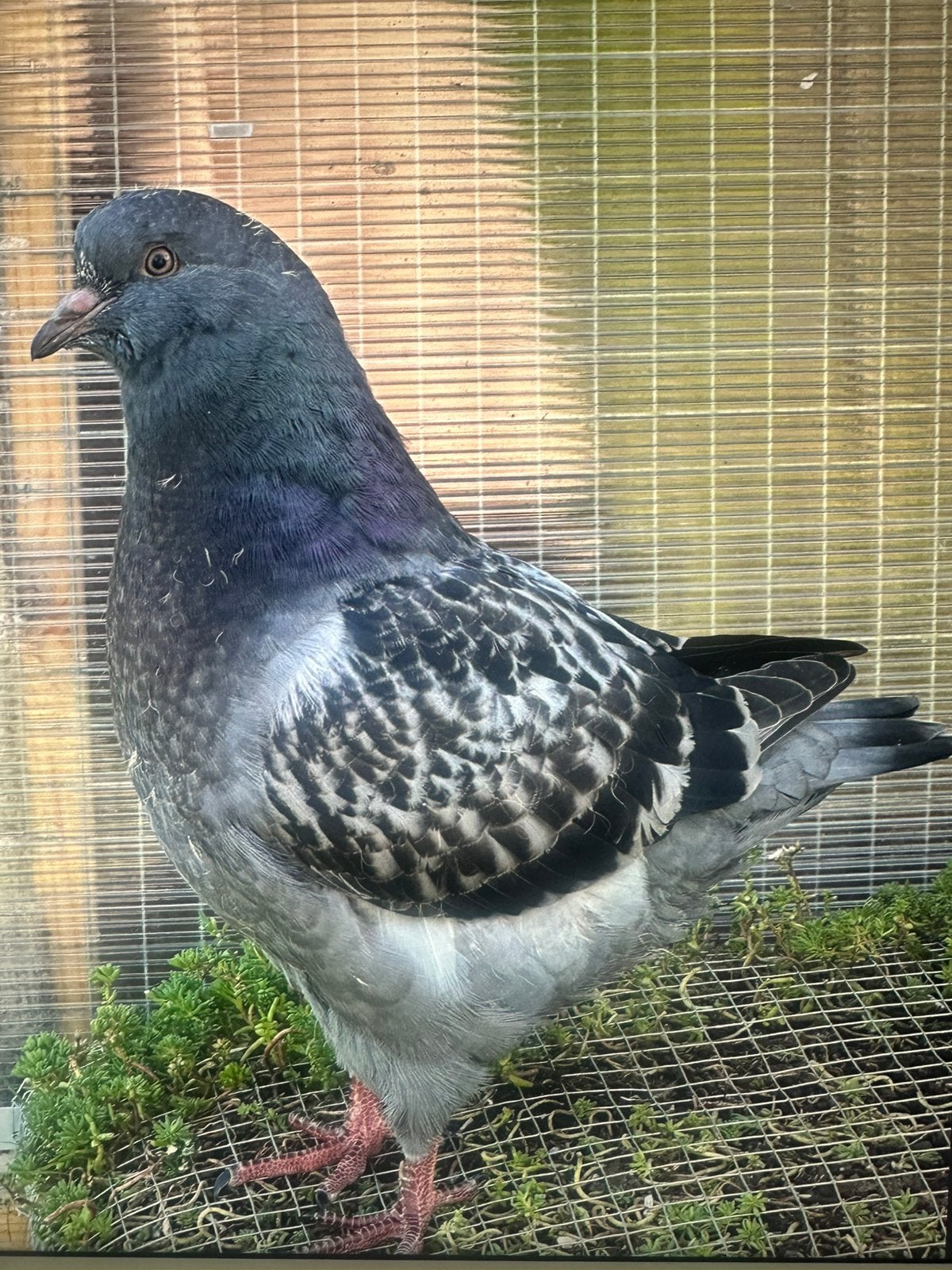 King duiven koppel