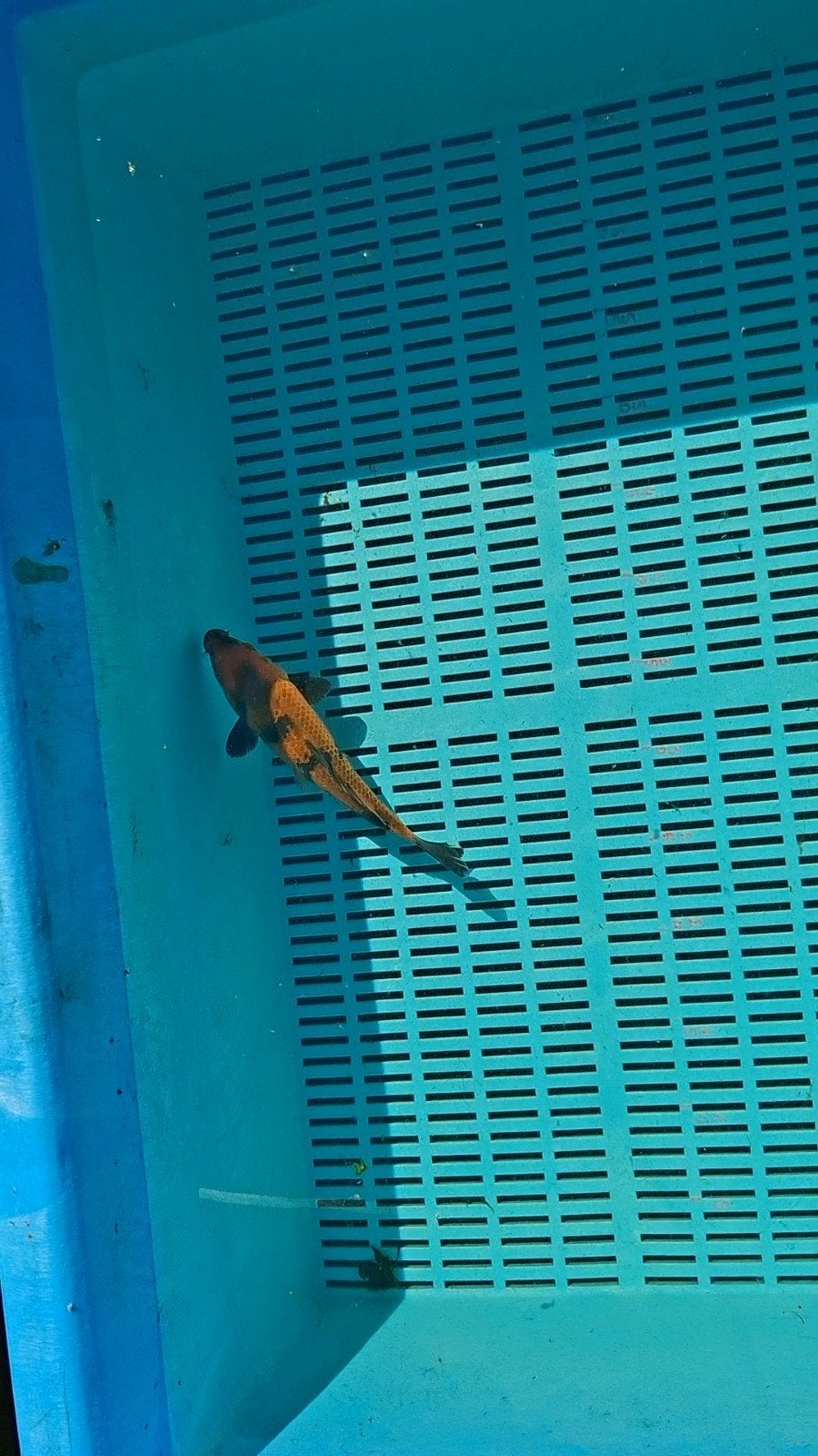 Japanse koi kage hi utsuri, Dieren en Toebehoren, Vissen | Vijvervissen, Karper of Koi