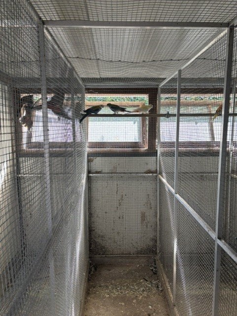 kweekkoppel bleekkoppen/opaline, Bagué