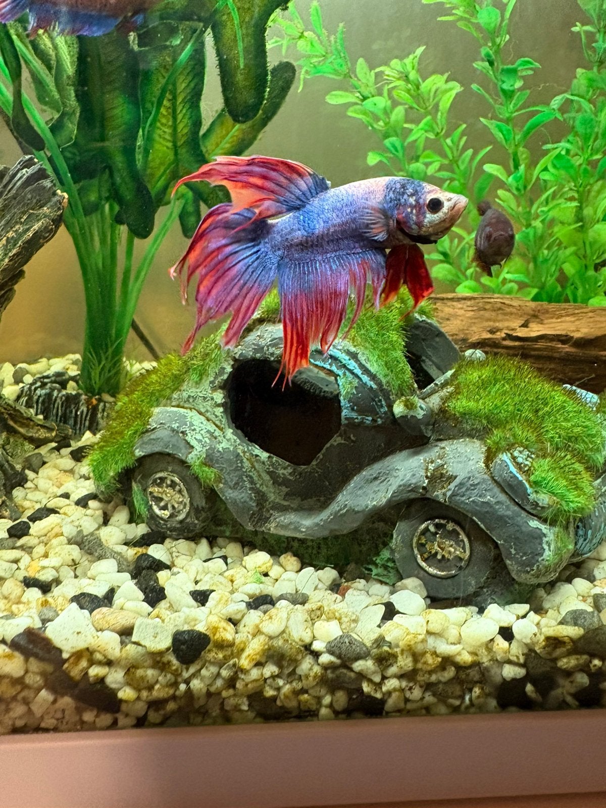 mari de Betta, Animaux & Accessoires