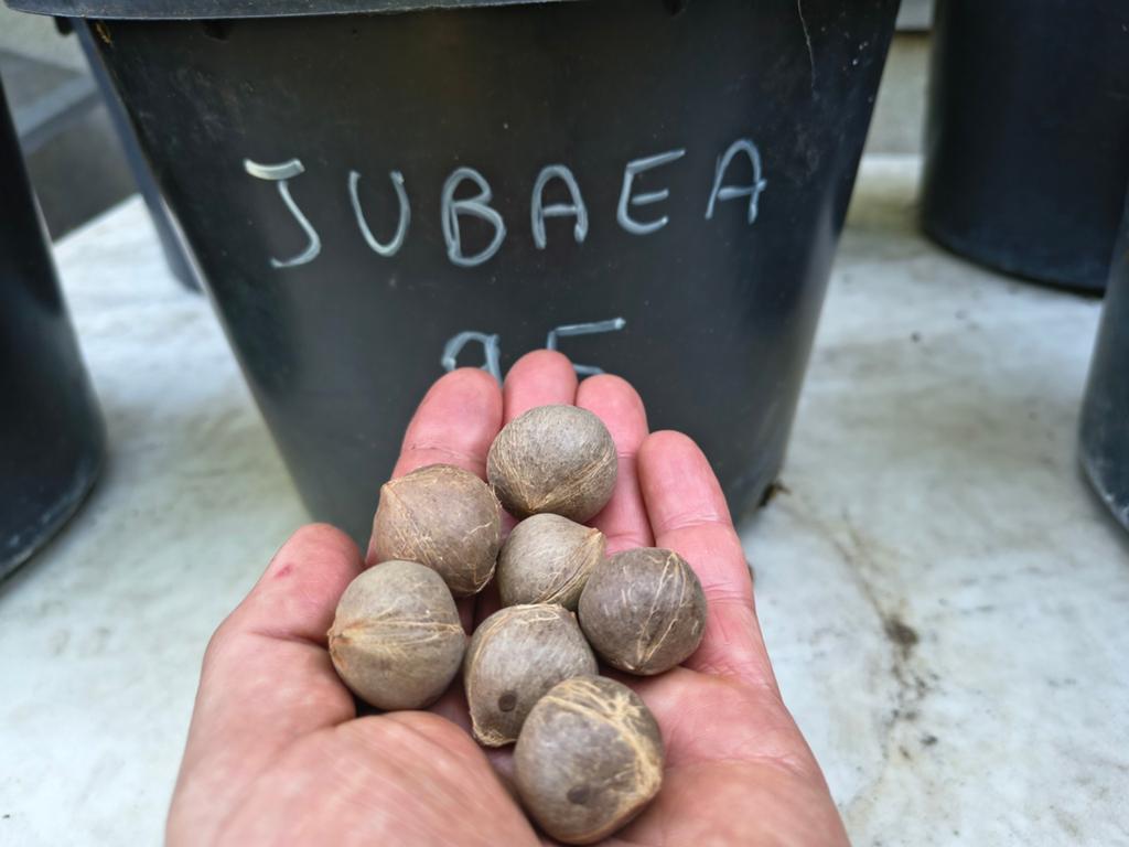 Zaden Palmboom Jubaea Chilensis Te Koop Intermassa BV, Tuin en Terras, Ophalen, Zaad
