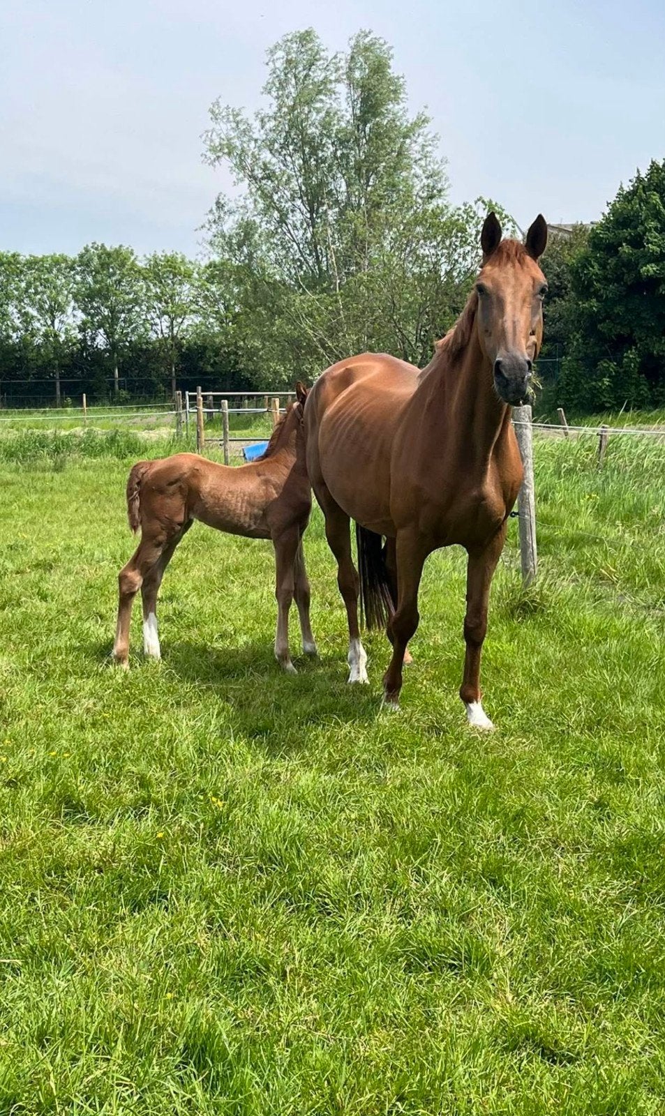 Weidemaatje, Dieren en Toebehoren, Merrie, 165 tot 170 cm, Met stamboom, 11 jaar of ouder