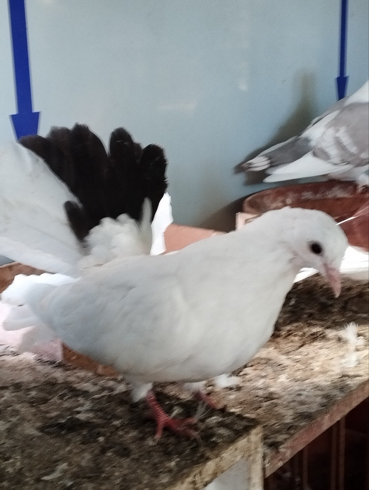 pauwstaarten, Dieren en Toebehoren