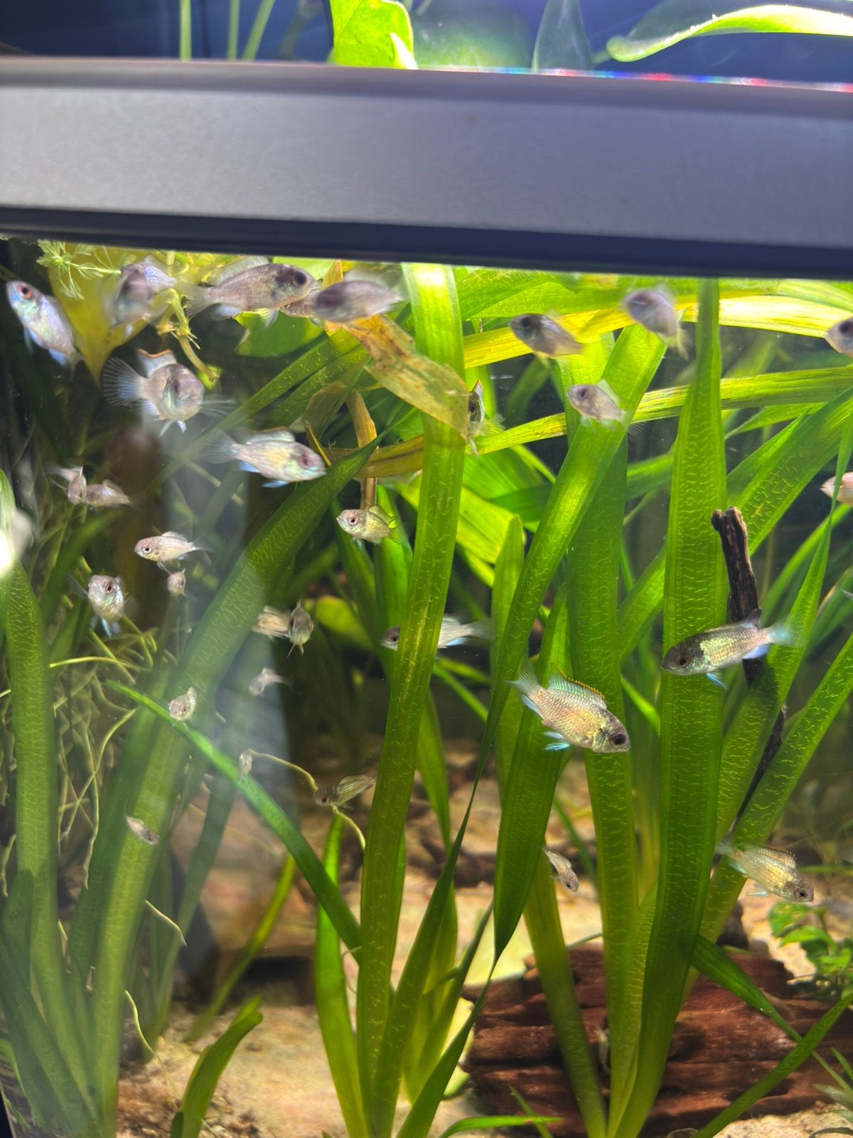 Jonge elctric blue acara, Dieren en Toebehoren, Vissen | Aquariumvissen
