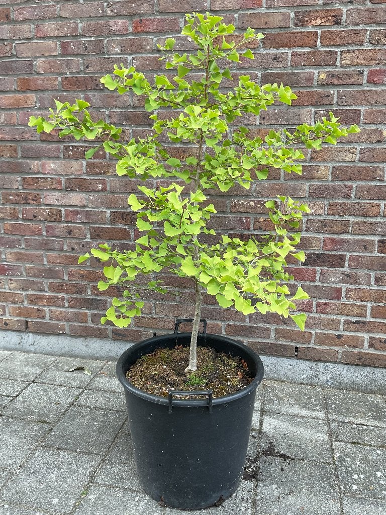 Ginkgo biloba ‘bonsai’., Halfschaduw, Overige soorten, 100 tot 250 cm, Ophalen