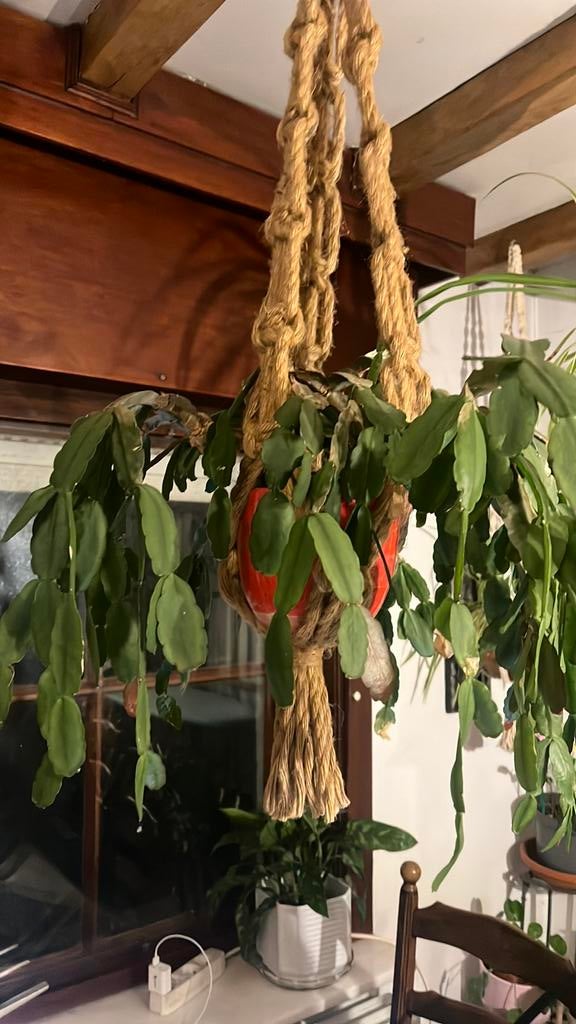 Hangplant, Huis en Inrichting, Kamerplanten, Ophalen, In pot