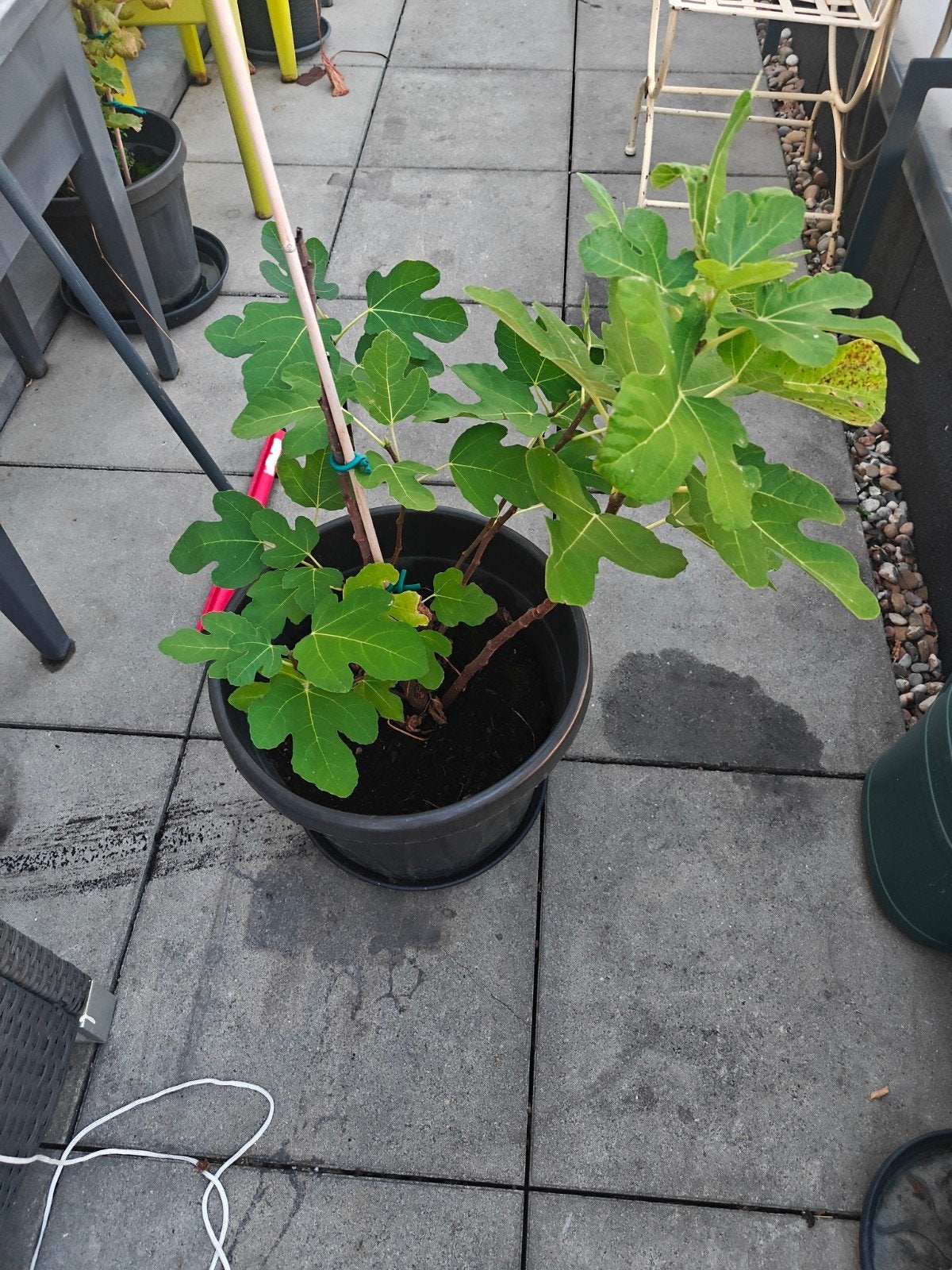vijgen boom, Ophalen