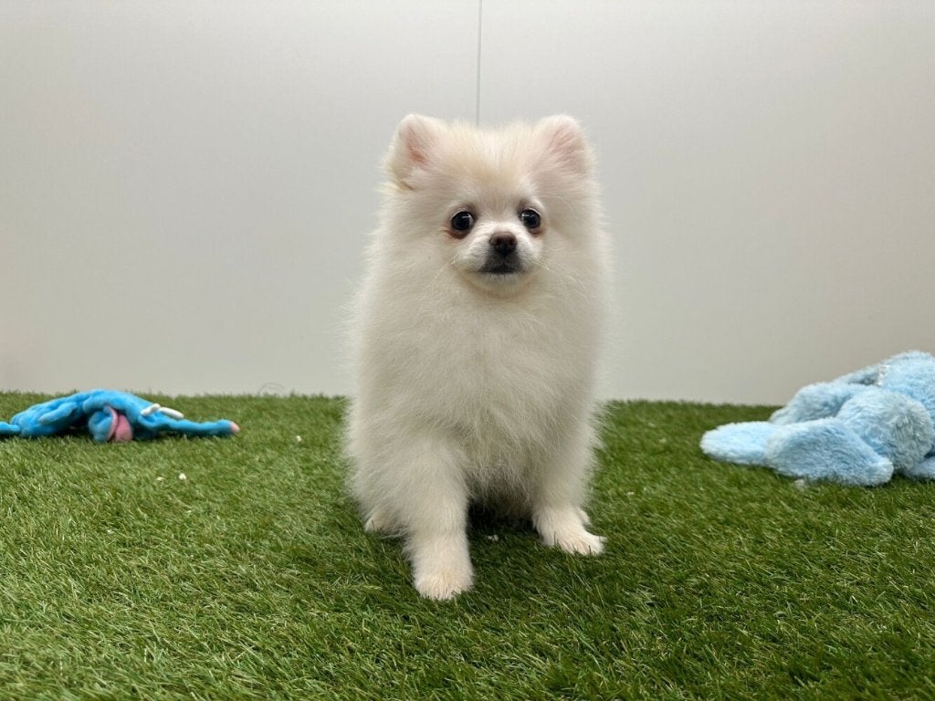 Pomeriaan pup
