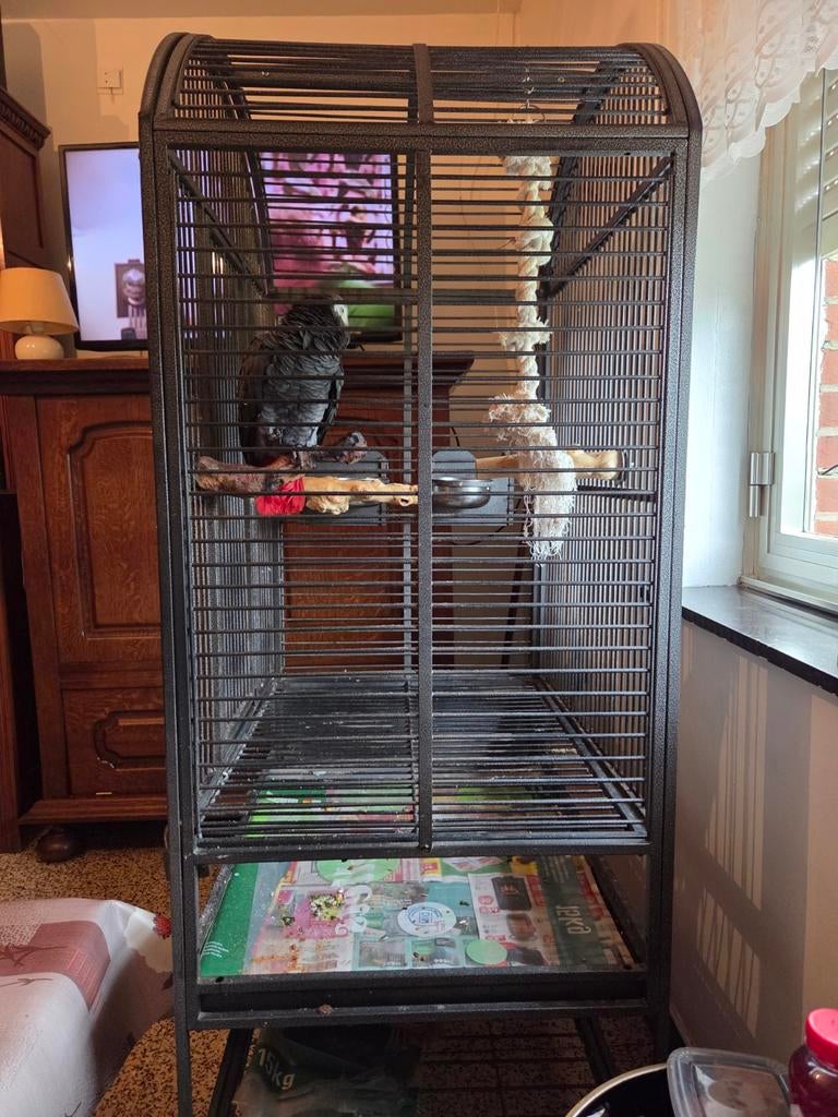 CAGE POUR PERROQUET, Enlèvement, Comme neuf, Métal, Cage à oiseaux