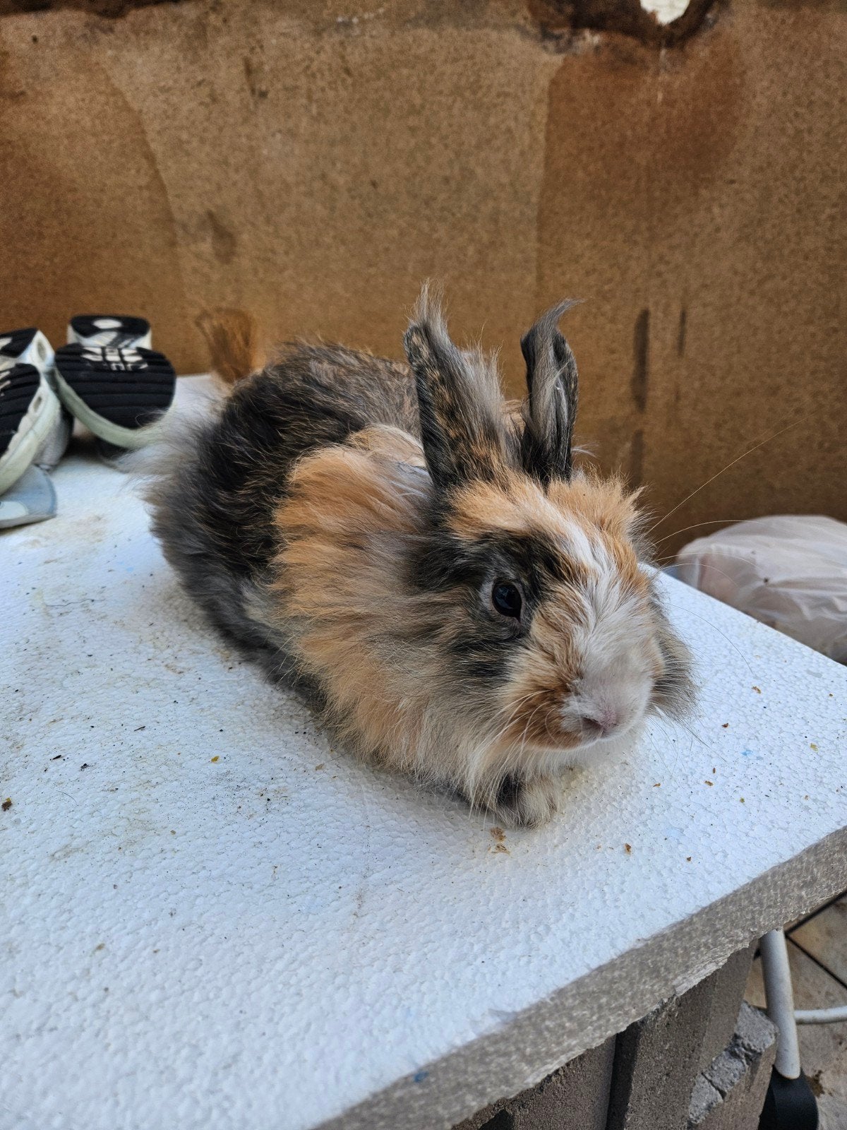Lapin nain en peluche âgé de 8 mois, Enlèvement