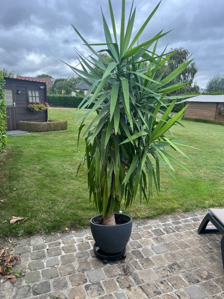 XXL Yucca  2 meter – zeer grote volle volwassen plant, Tuin en Terras, Ophalen, Vaste plant, Varens, Halfschaduw