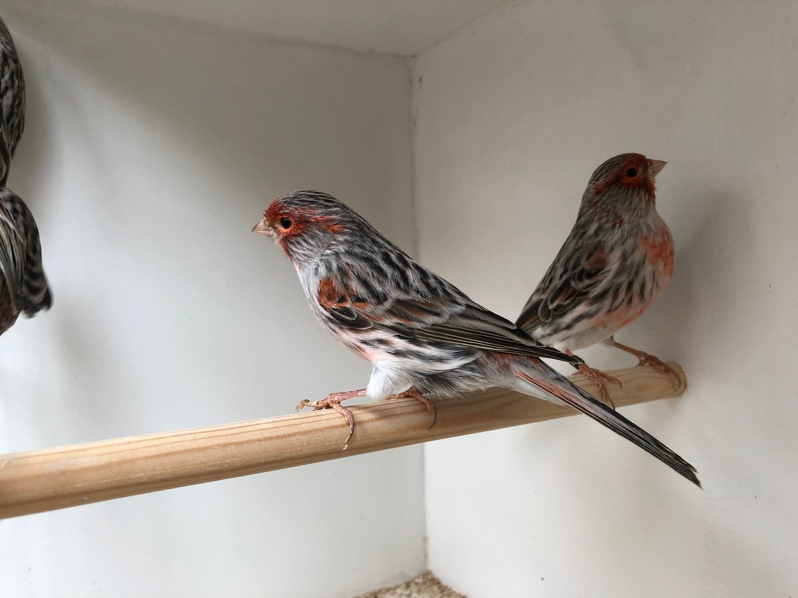 Rood agaat mozaïek kanaries, Dieren en Toebehoren