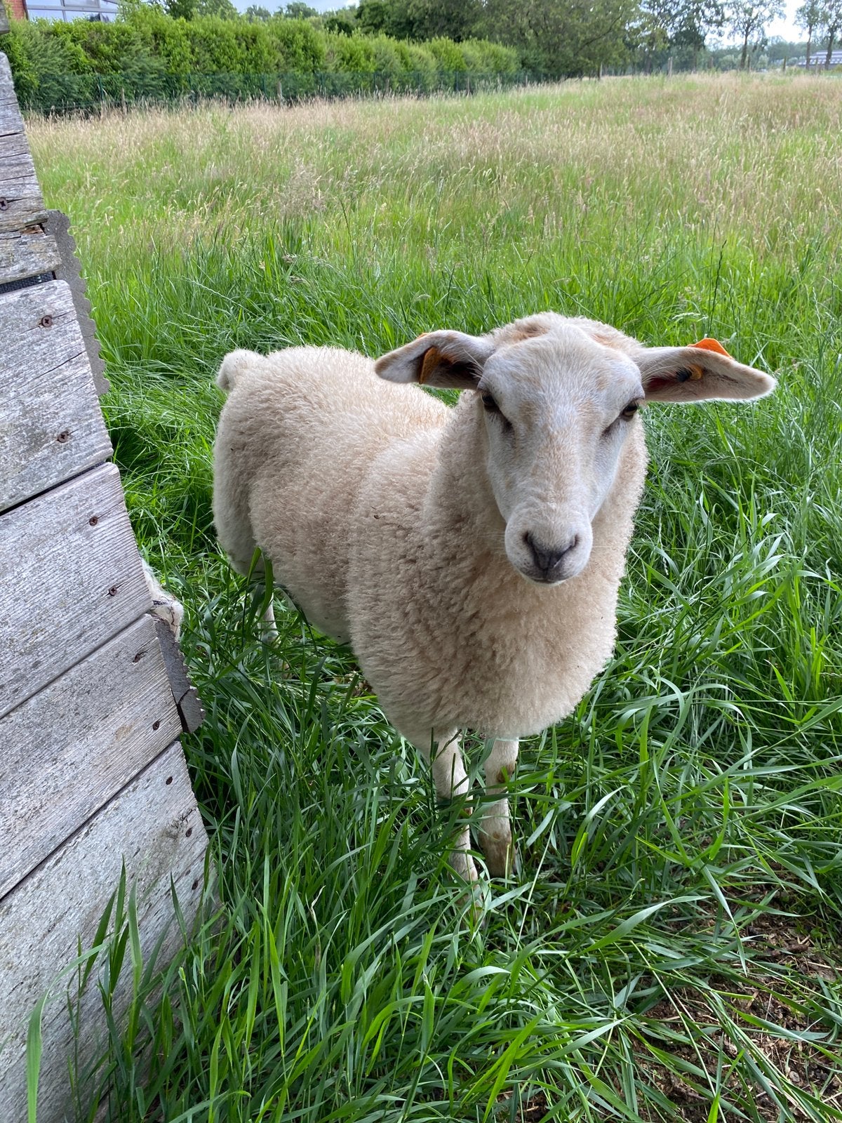 Ooi lam, ras Vlaams Schaap, Dieren en Toebehoren, Schaap