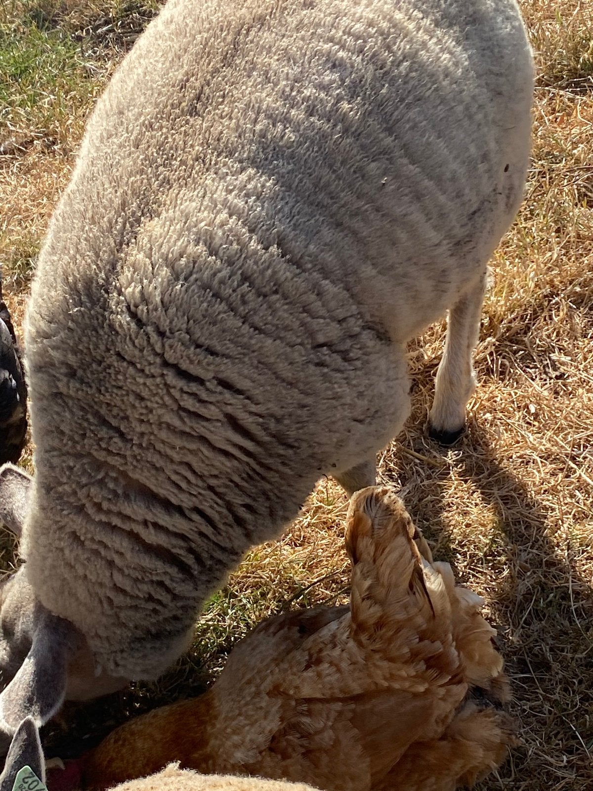 Schapen ooilammeren, Dieren en Toebehoren, Schapen, Geiten en Varkens, Vrouwelijk, Schaap, 0 tot 2 jaar