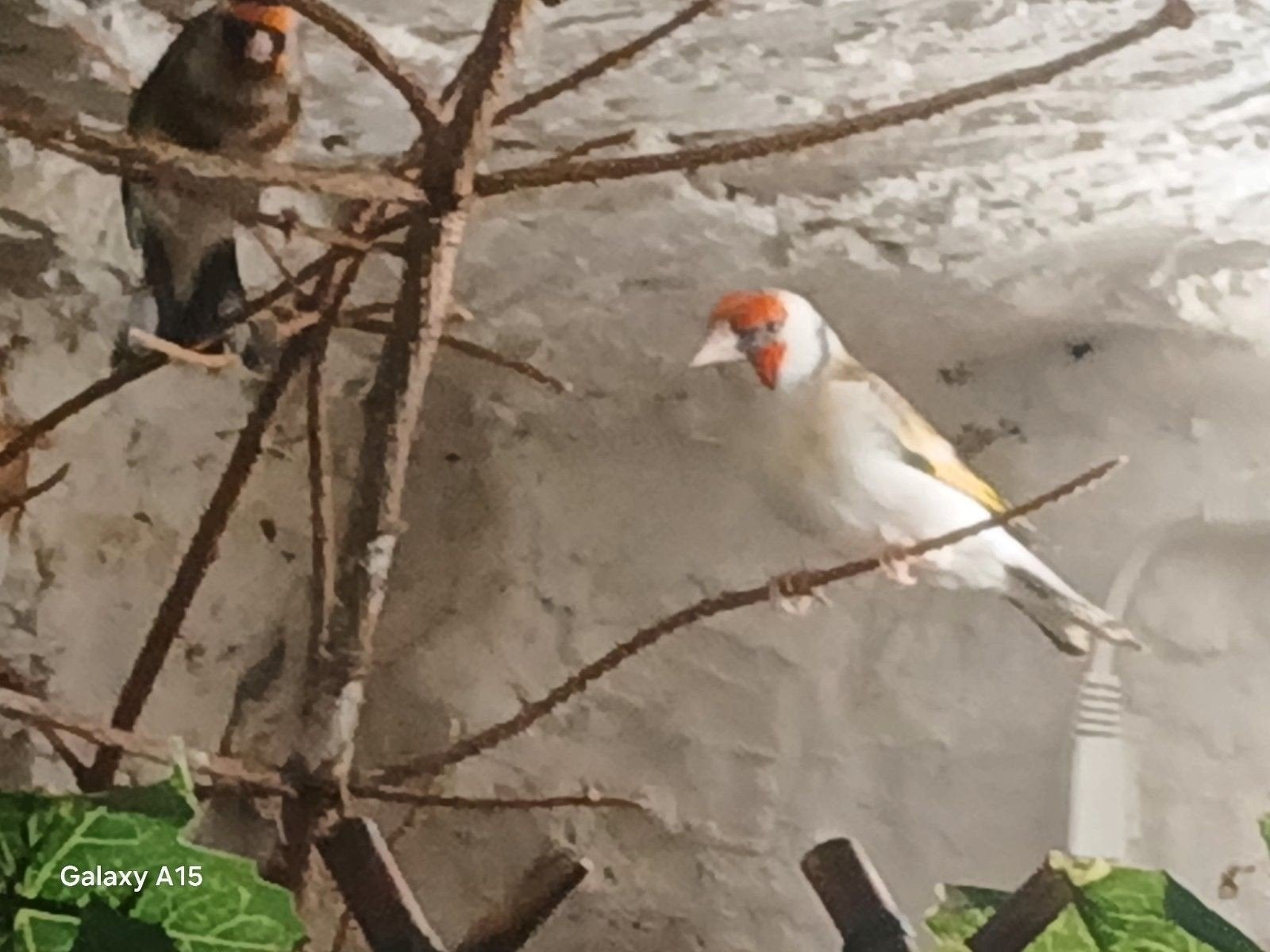 chardonneret  parva  2 femelle  déjà reproduire, Animaux & Accessoires, Enlèvement ou Envoi
