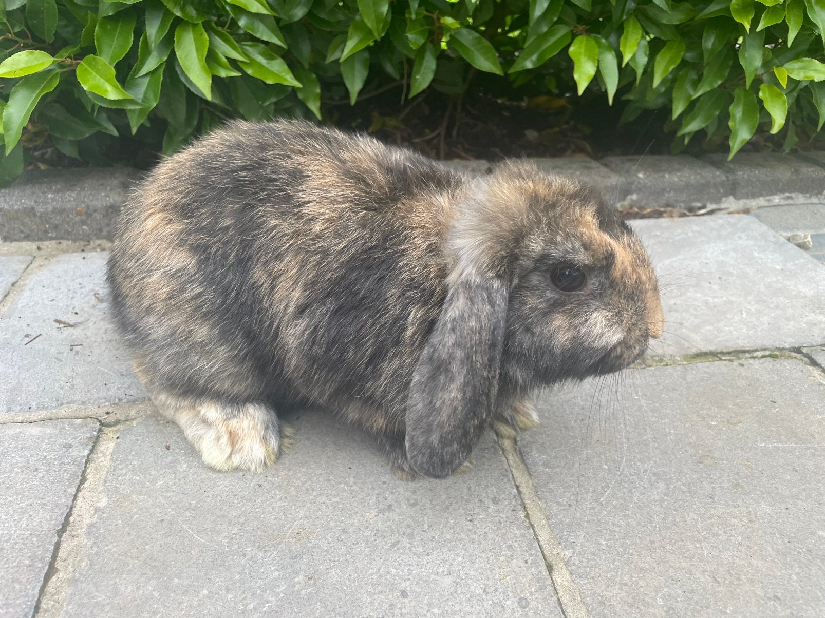 Minilop konijntje, Dieren en Toebehoren, Konijnen
