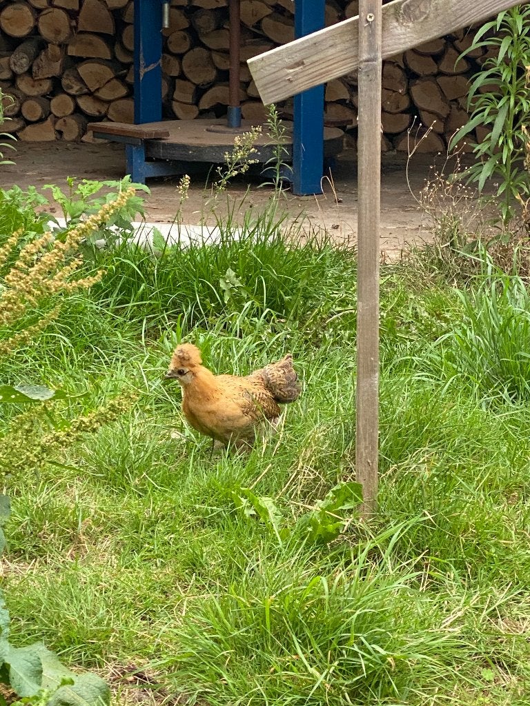 Zijdehoender kuikens, Dieren en Toebehoren, Geslacht onbekend, Kip