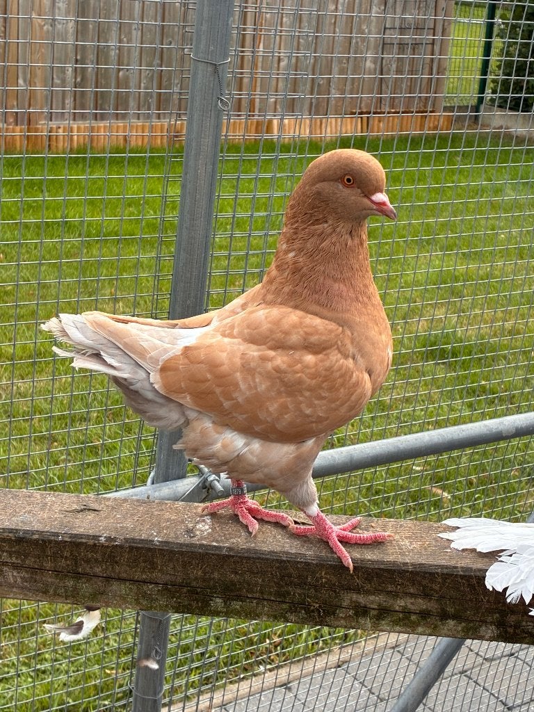 Kingduiven