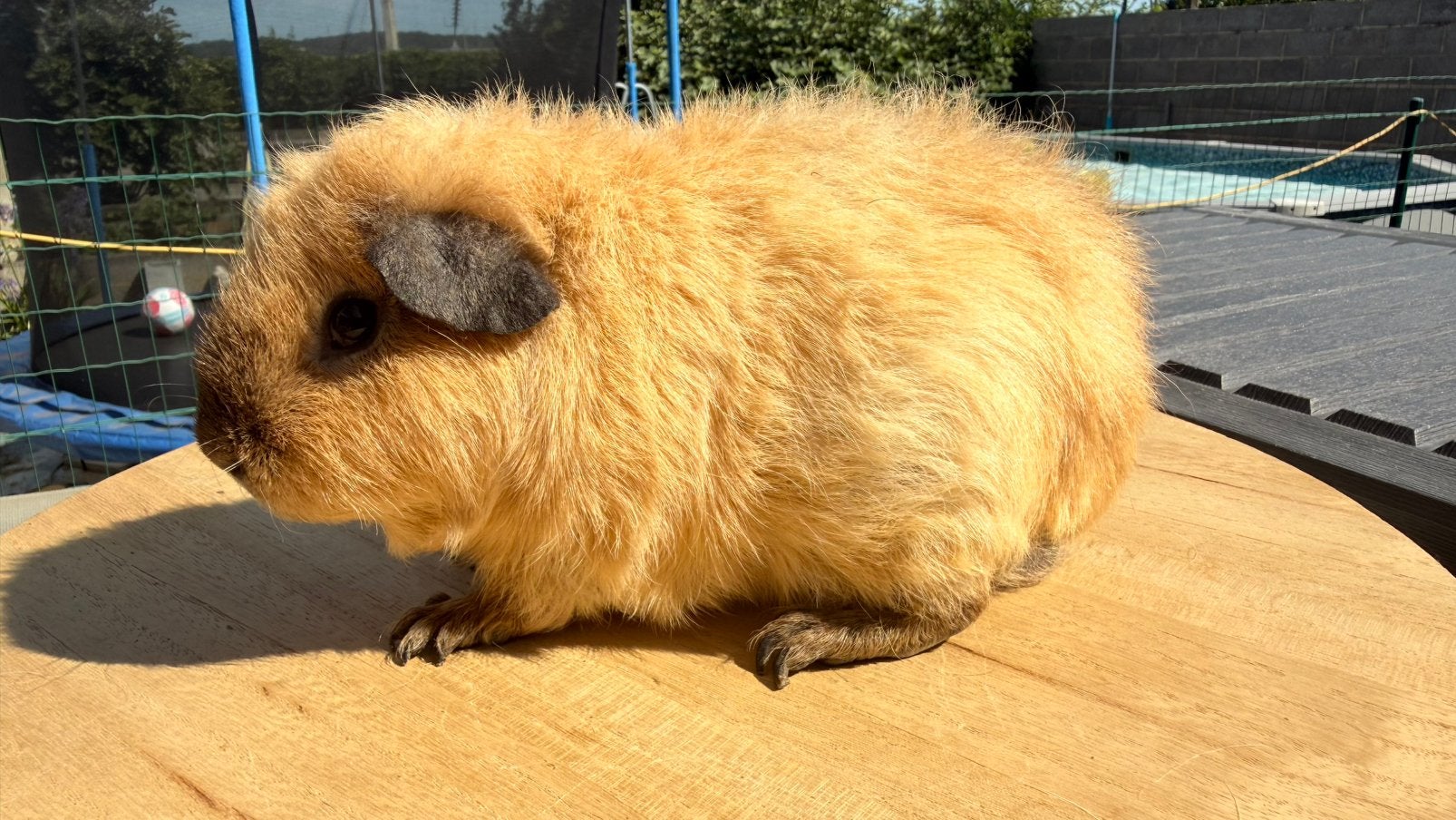 Cavia, Cobaye Mâle Us Teddy crème Cali noir, Août, Mâle, Domestique, Cobaye