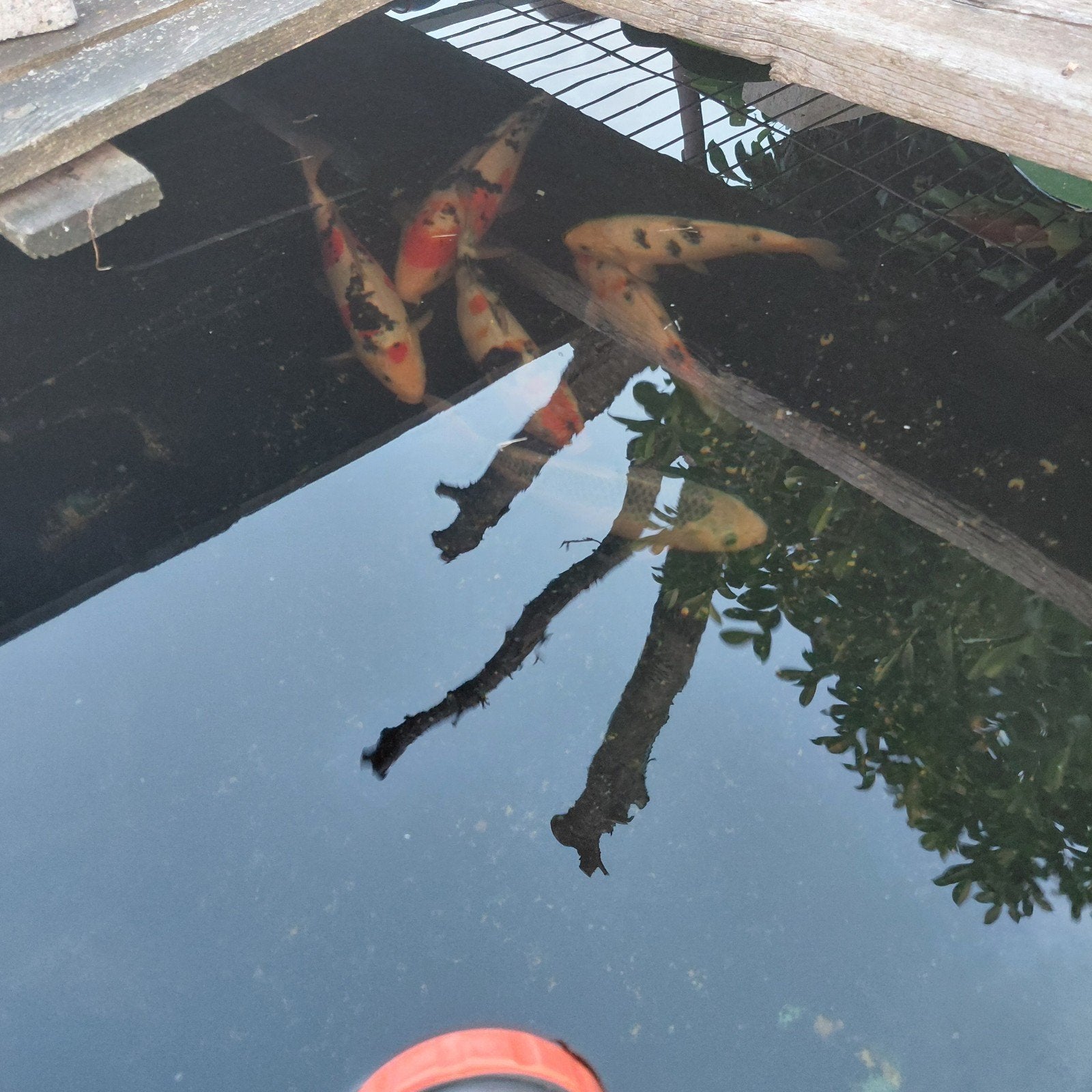 Verschillende koi's en goudvissen, Dieren en Toebehoren, Goudvis(sen)