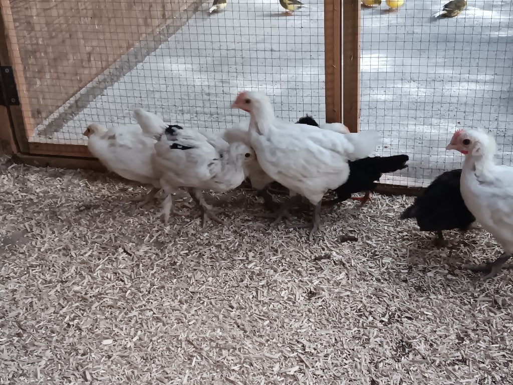 Kippen, Poule ou poulet