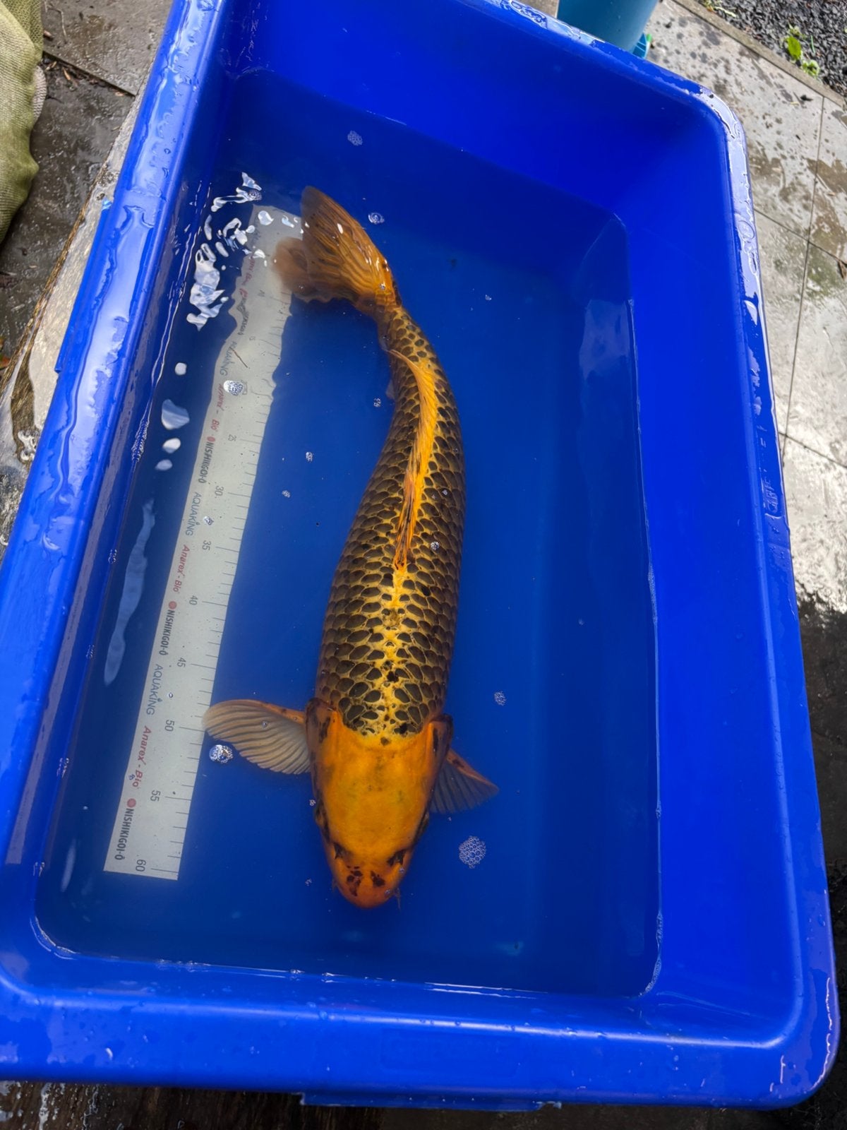 60 cm matsuba koi, Dieren en Toebehoren