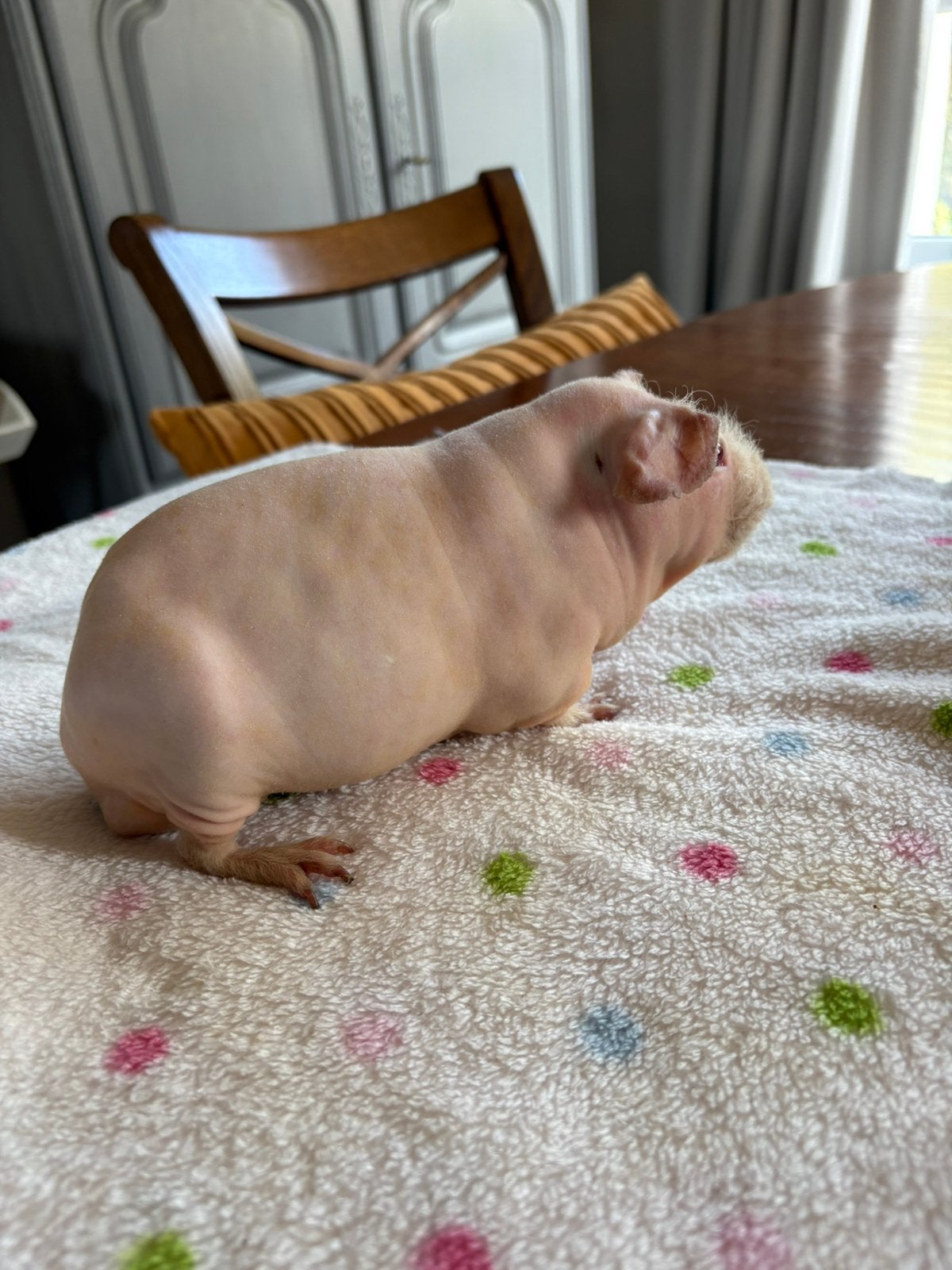 Cavia (skinny), Animaux & Accessoires, Mâle, Domestique, Janvier, Cobaye