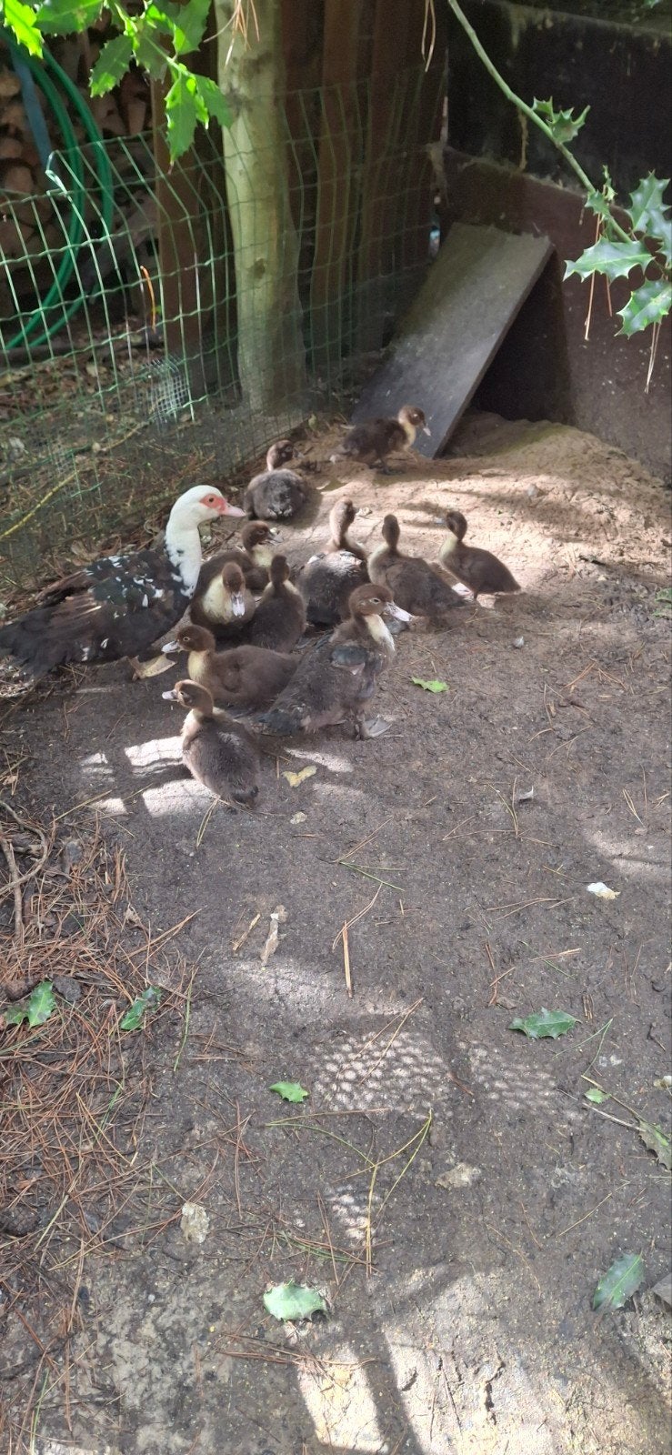 barberie eenden kuikens, Meerdere dieren