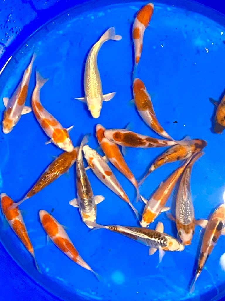 Sakazume Tosai 15-18 cm, Animaux & Accessoires, Poissons | Poissons d'étang, Carpe ou Koï