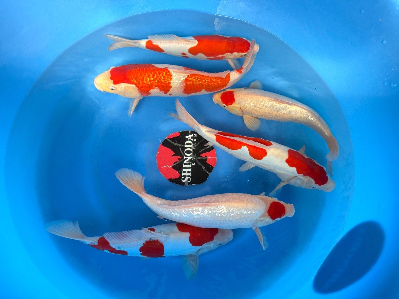 shinoda nisai, Dieren en Toebehoren