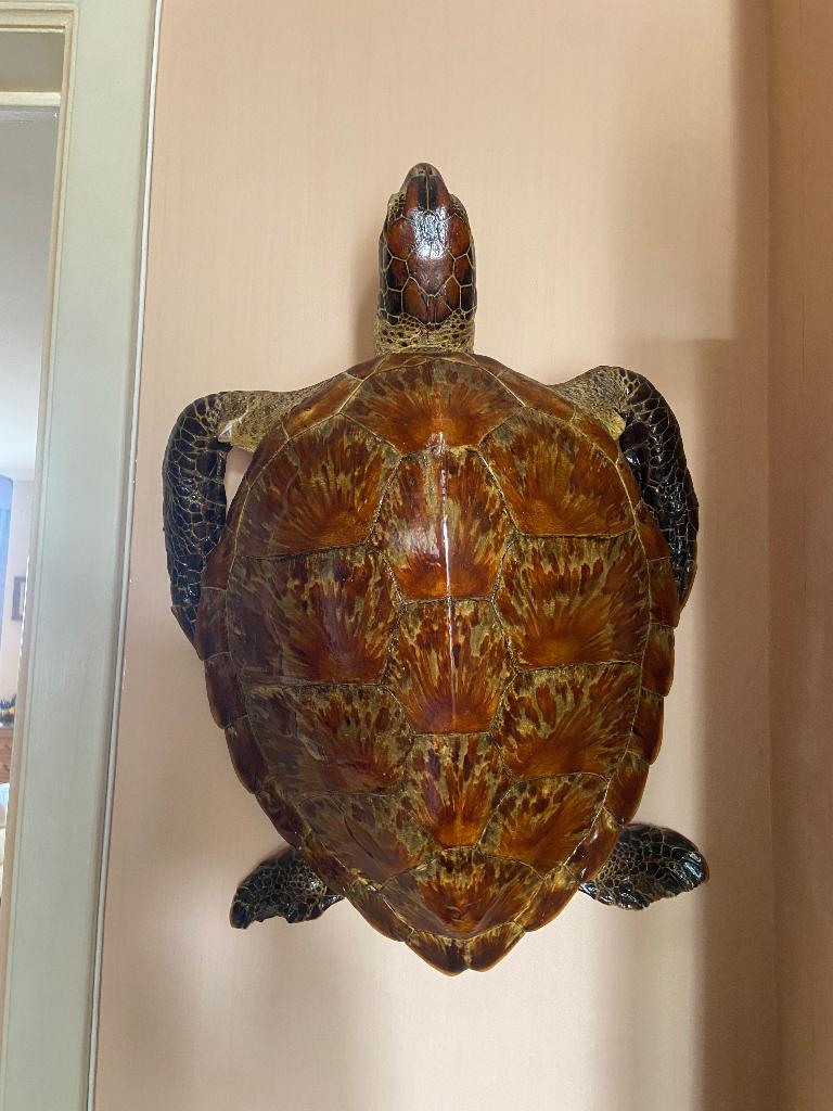 Tortue de Caret, Antiquités & Art, Enlèvement