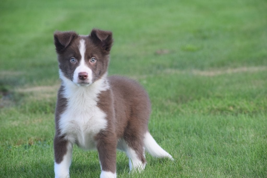 Chiot border collie, Animaux & Accessoires, Maladie de Carré (chiens), Colley, Plusieurs, Belgique