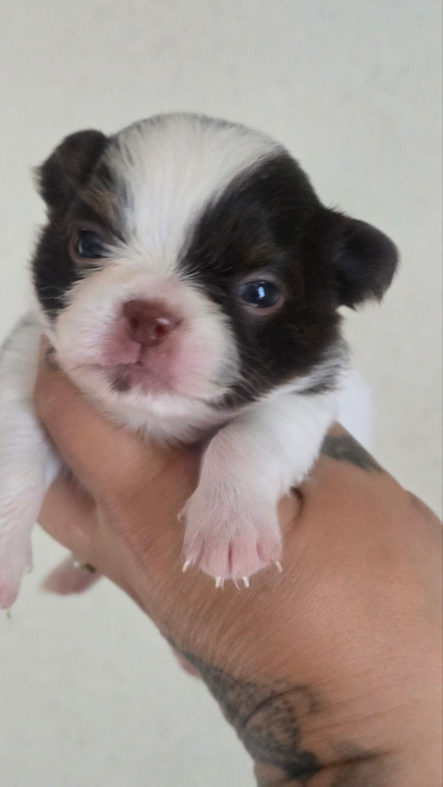 Prachtige langharige en kortharige chihuahua pups, Parvo, België, Fokker | Hobbymatig, 8 tot 15 weken