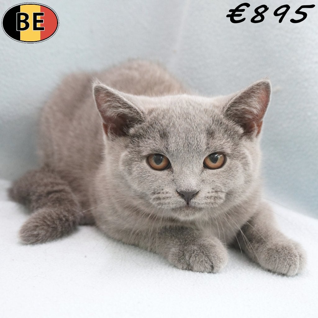 chatons British Shorthair bleus, à vendre (belges), Plusieurs animaux, Avec puce électronique, 0 à 2 ans
