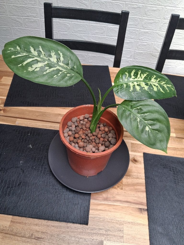 Dieffenbachia Tropic Snow, Autres espèces, Moins de 100 cm, Enlèvement, Plante verte