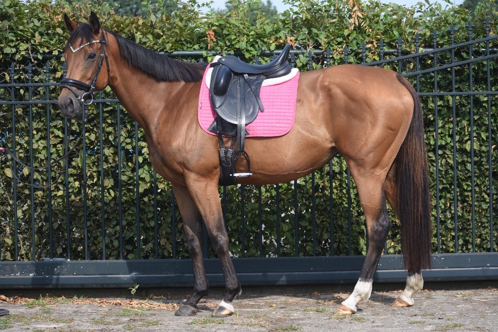 Knappe, zeer brave, 10 jarige veelzijdige merrie , Dieren en Toebehoren, Paarden, Merrie, Met stamboom, L, 7 tot 10 jaar