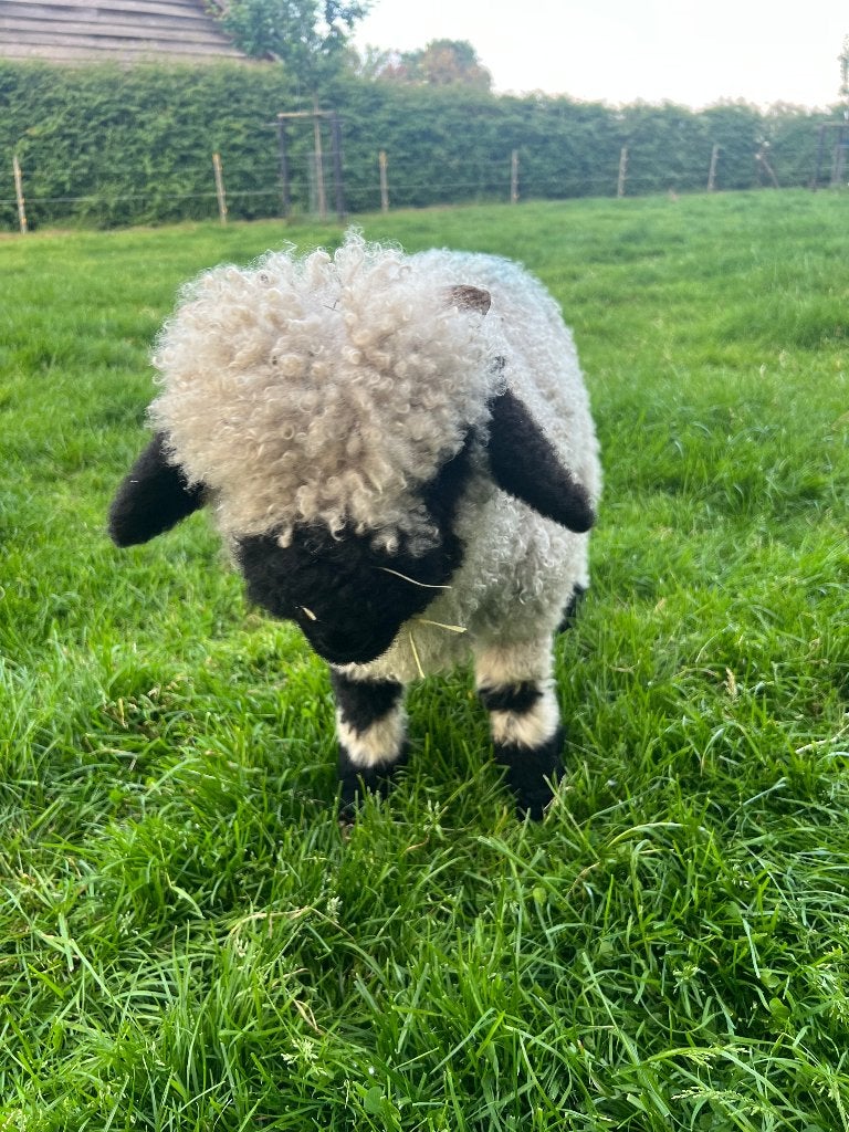 walliser schwarznase : ram, Mannelijk, Schaap, 0 tot 2 jaar