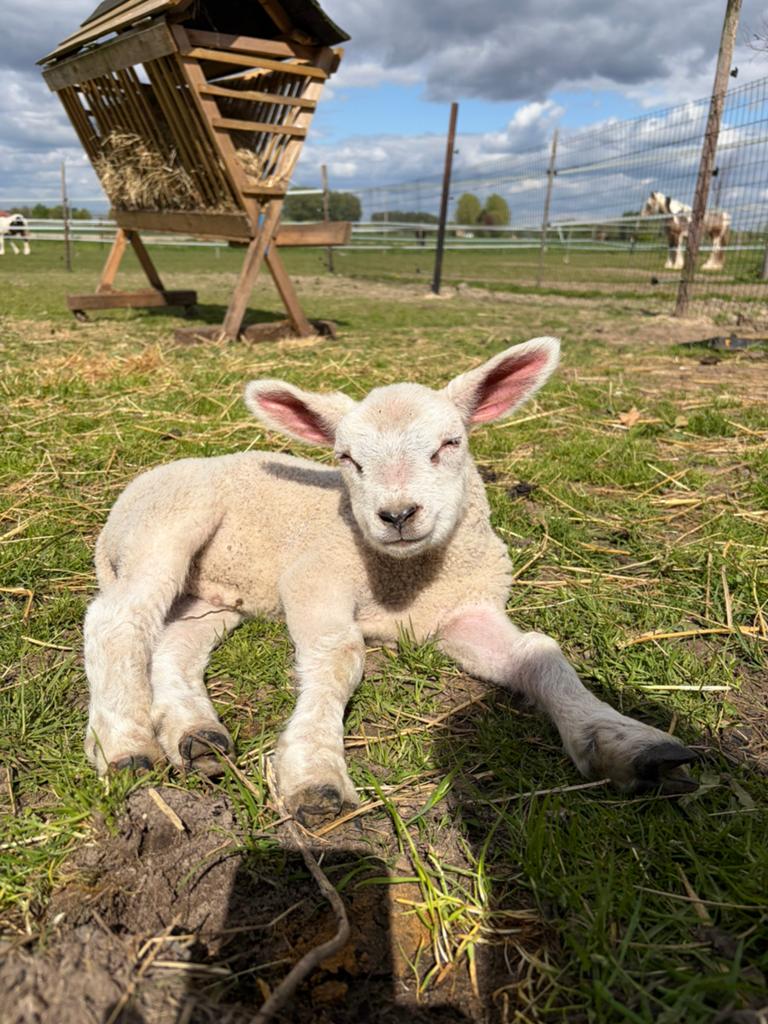 Rammetje zoekt nieuwe kudde, Dieren en Toebehoren, Schapen, Geiten en Varkens, Mannelijk, Schaap, 0 tot 2 jaar