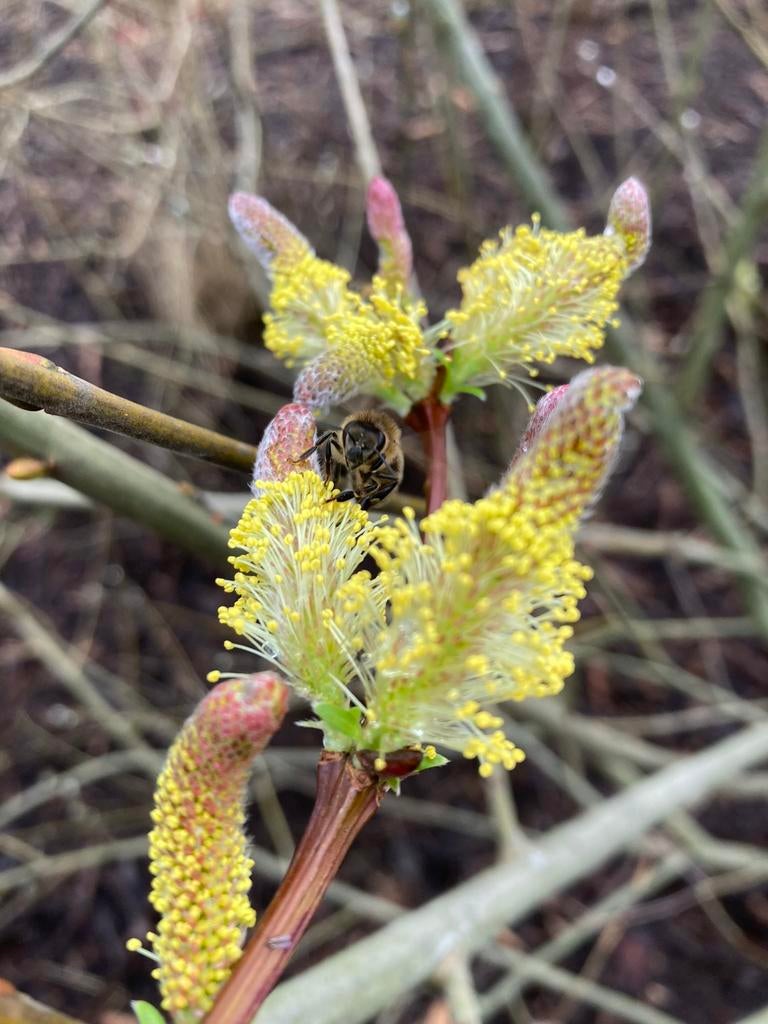 Plantjes voor de imker, insectenplanten, Ophalen