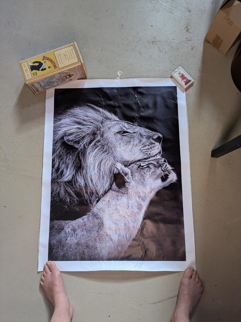Print leeuw en leeuwinf, Huis en Inrichting, Woonaccessoires | Schilderijen, Tekeningen en Foto's, Ophalen, Zo goed als nieuw