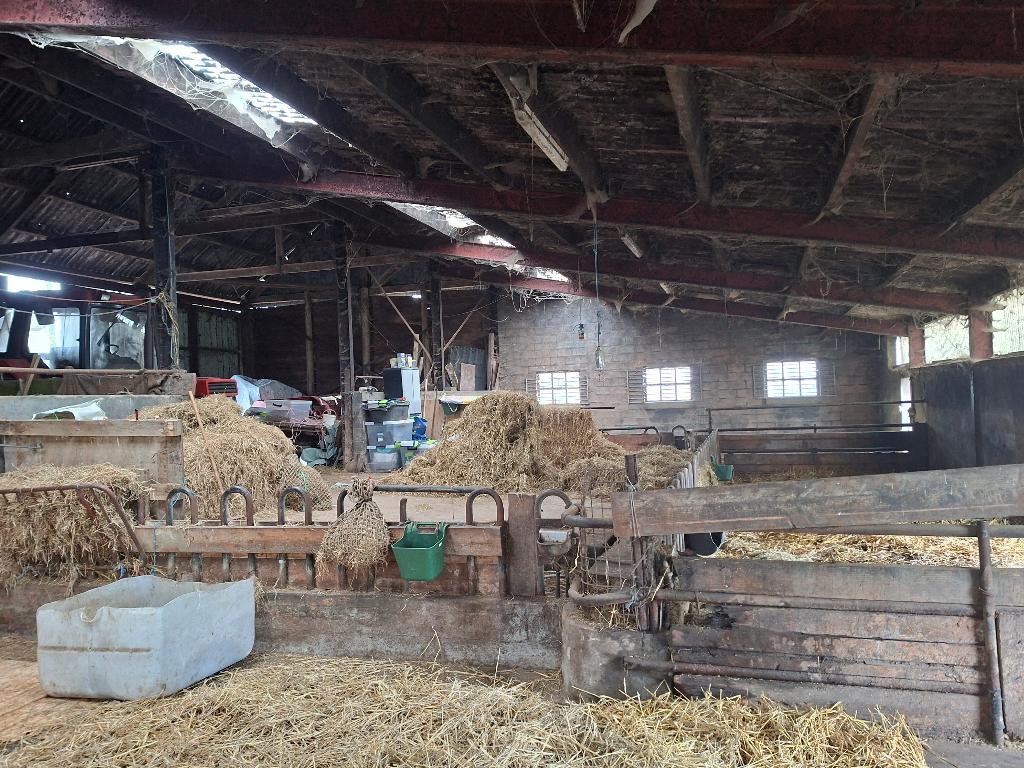 stalling en weidegang, Weidegang, 2 of 3 paarden of pony's