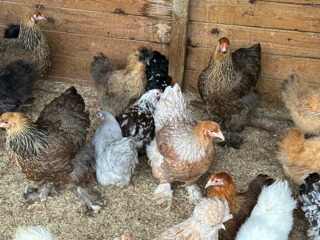 Brahma patrijs